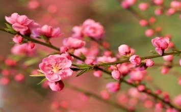 Xuân tự sự